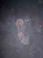 100_6973.JPG
